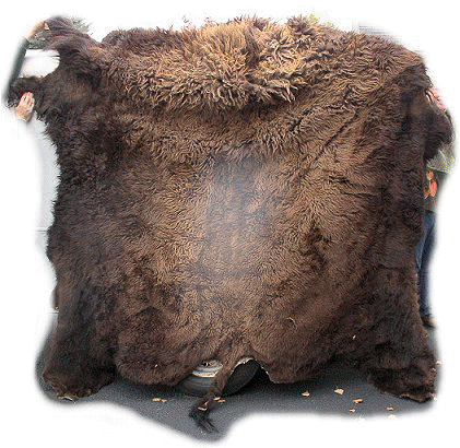 Buffalo Hides